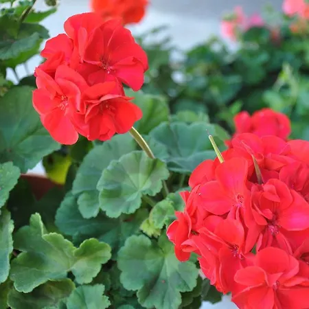 Gaestehaus Holaus מאיירהופן