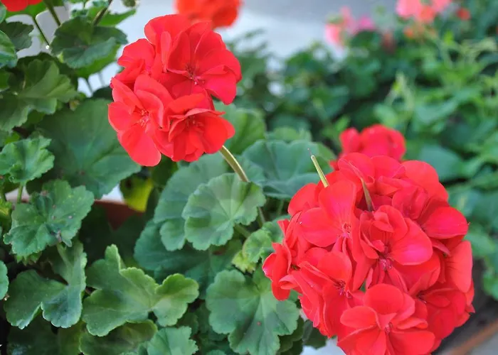 火鲁斯民宿 迈尔霍芬